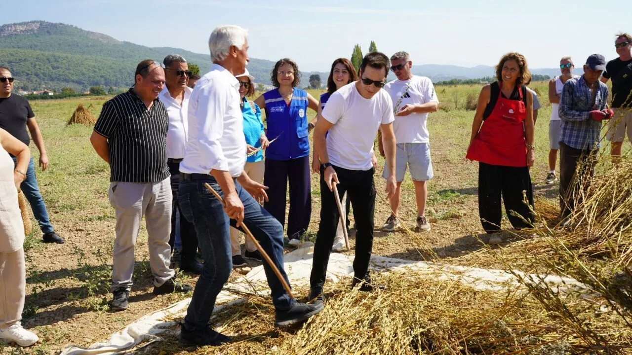 Tarlada geleneksel yöntemle susam hasadı yapan katılımcılar (1. Gökova Susamı Hasat Festivali, 2025)