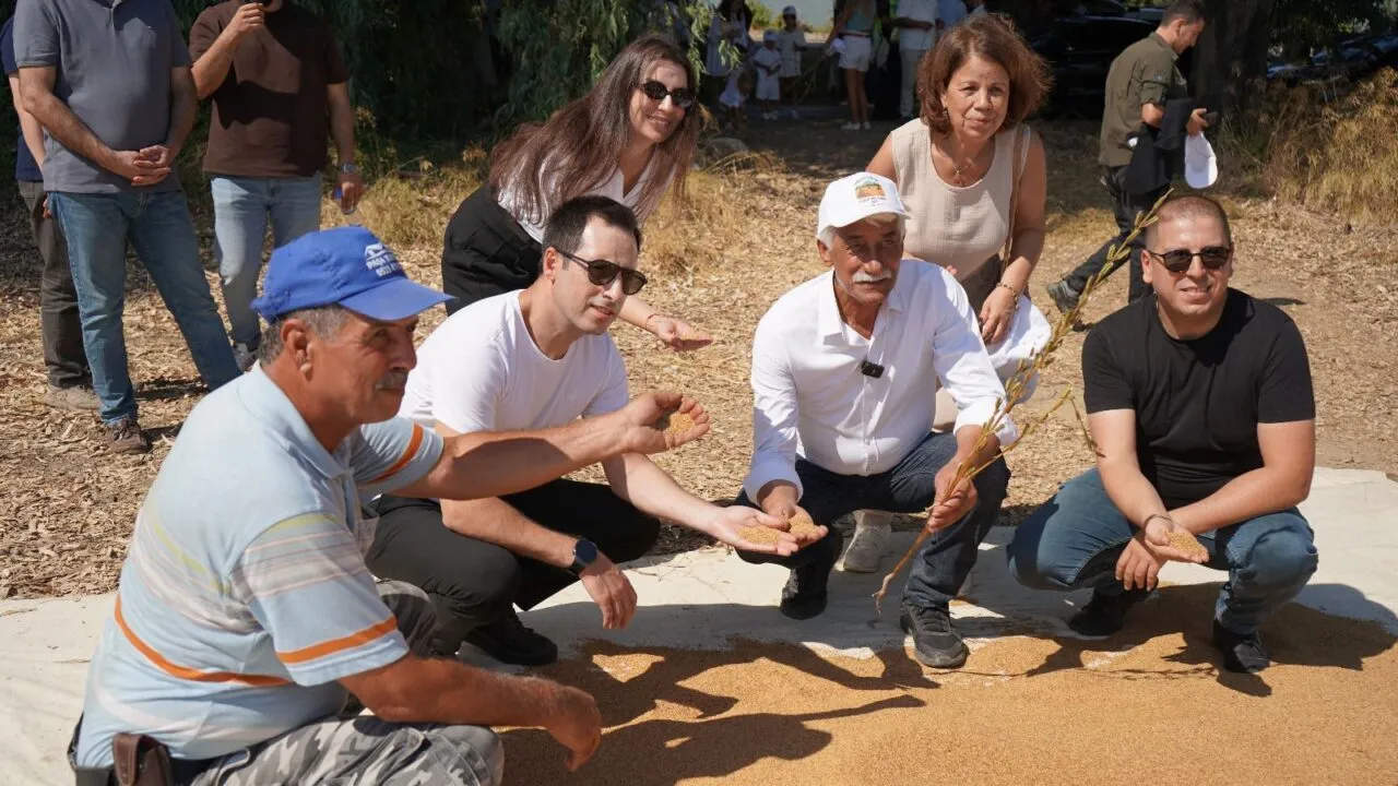 Tarlada susam demetlerini inceleyen üreticiler (1. Gökova Susamı Hasat Festivali, 2025)